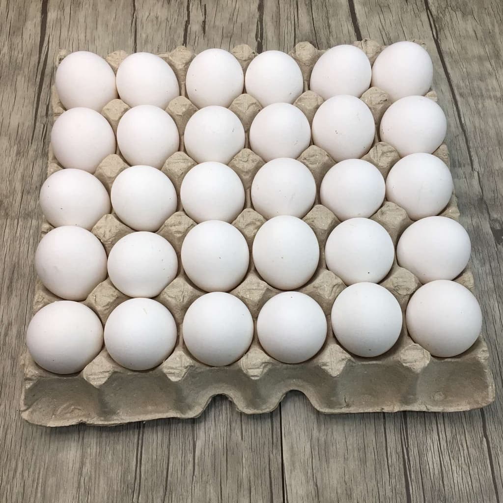 Skalæg 30 stk L